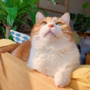 黑人添女人囗交做爰
